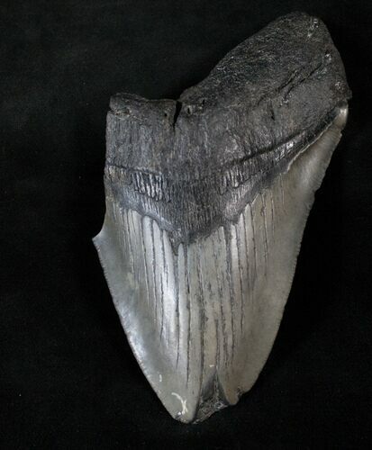 Bargain Megalodon Tooth - Massive Tooth #13910